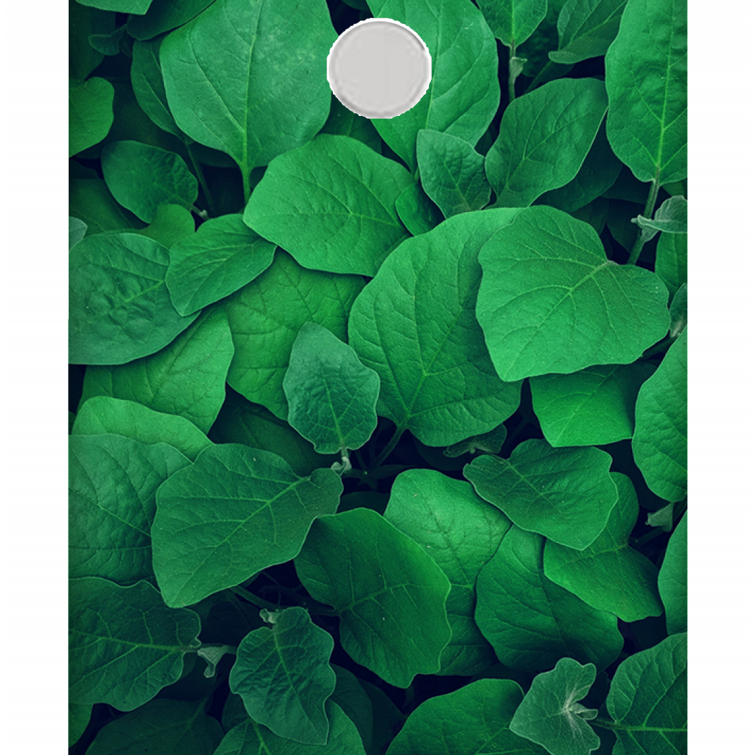 Lush Green Leaves Case Xiaomi Redmi Y1