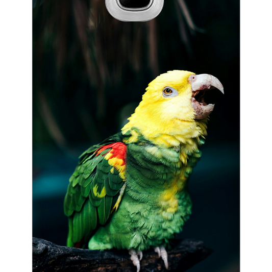 Vocalizing Vibrance: A Parrot Portrait Case Samsung Galaxy J2 (2016)